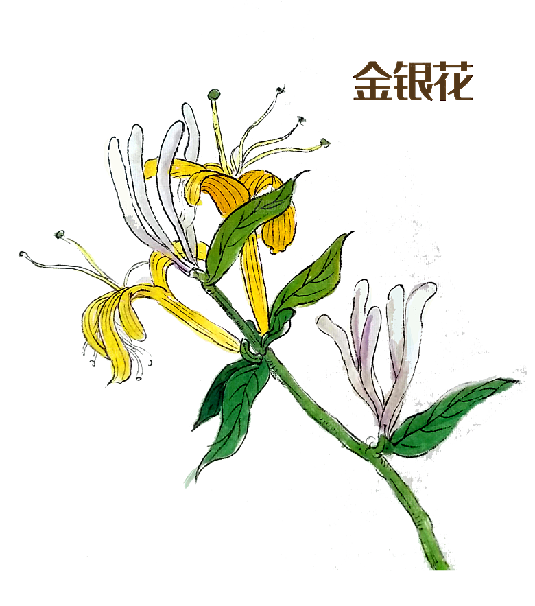 中草药材植物插图素材元素