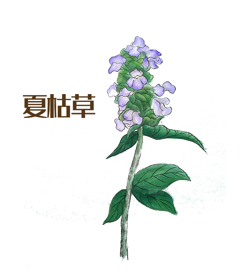 中草药材植物插图素材元素