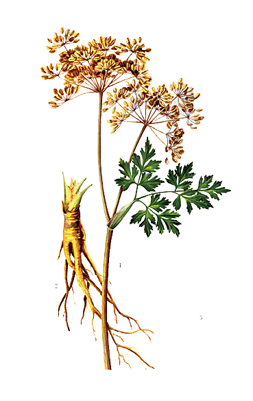 中草药材植物插图素材元素