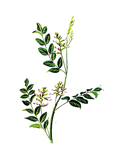 中草药材植物插图素材元素