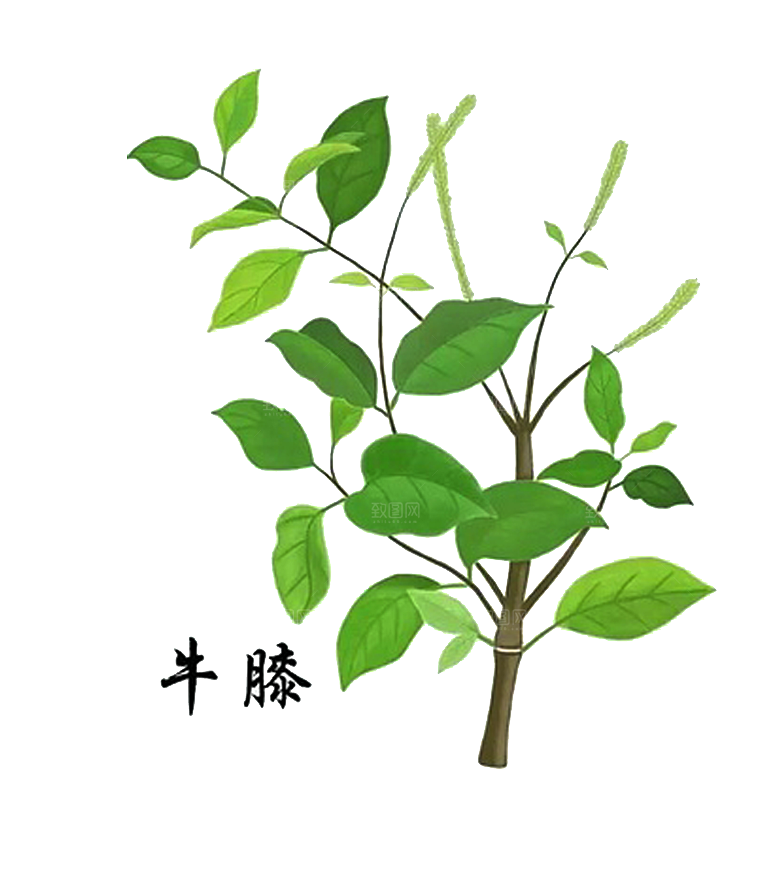 中草药材植物插图素材元素