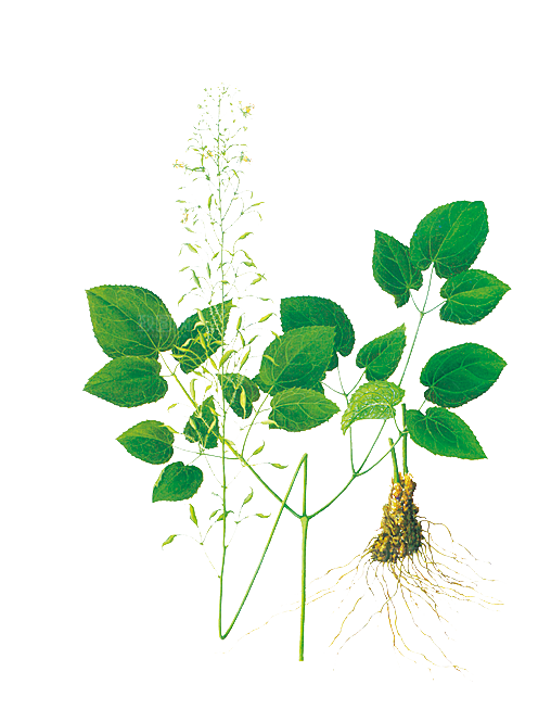 中草药材植物插图素材元素