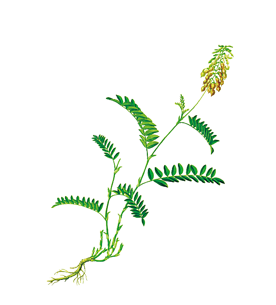 中草药材植物插图素材元素
