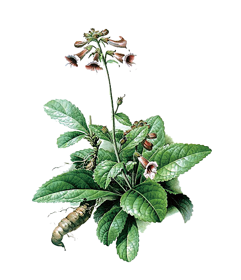 中草药材植物插图素材元素