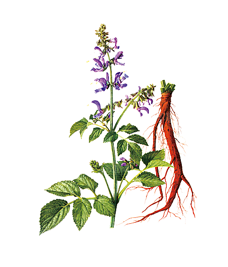 中草药材植物插图素材元素