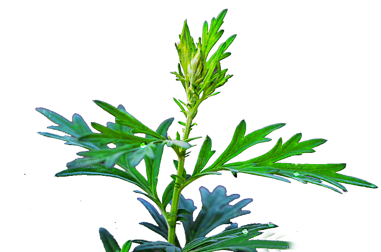中草药材植物插图素材元素