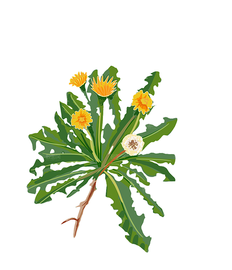 中草药材植物插图素材元素
