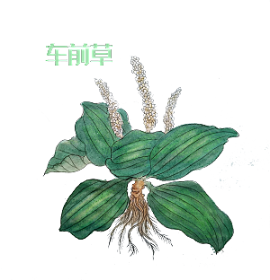 中草药材植物插图素材元素