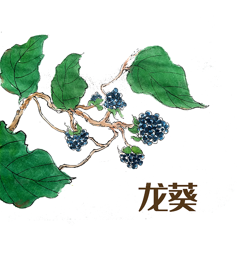 中草药材植物插图素材元素