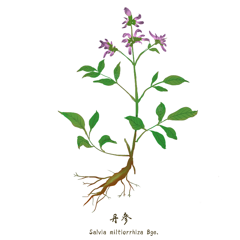 中草药材植物插图素材元素