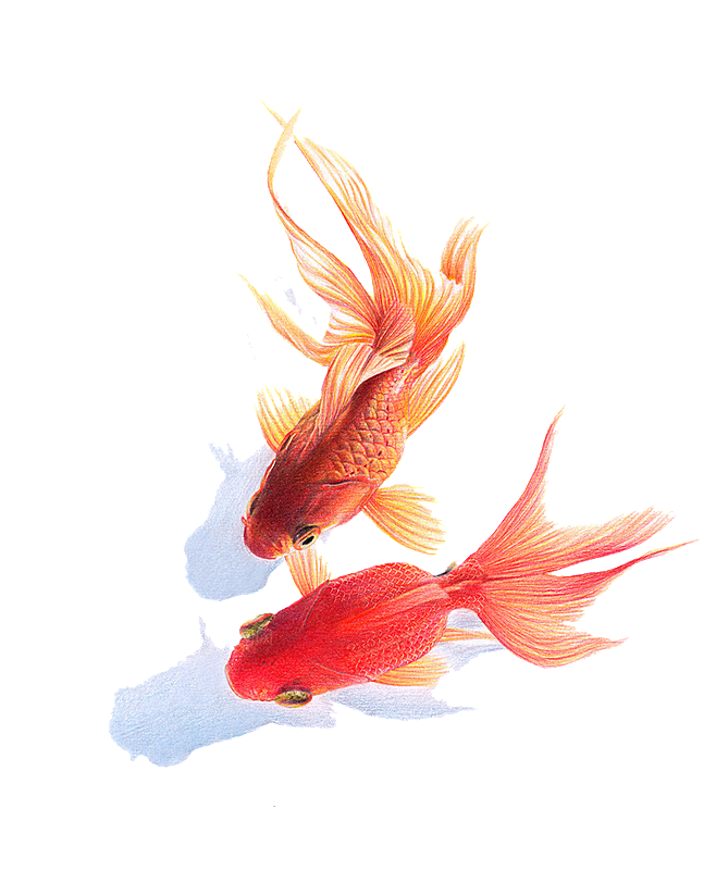 金鱼鲤鱼插图合集中国风水墨画