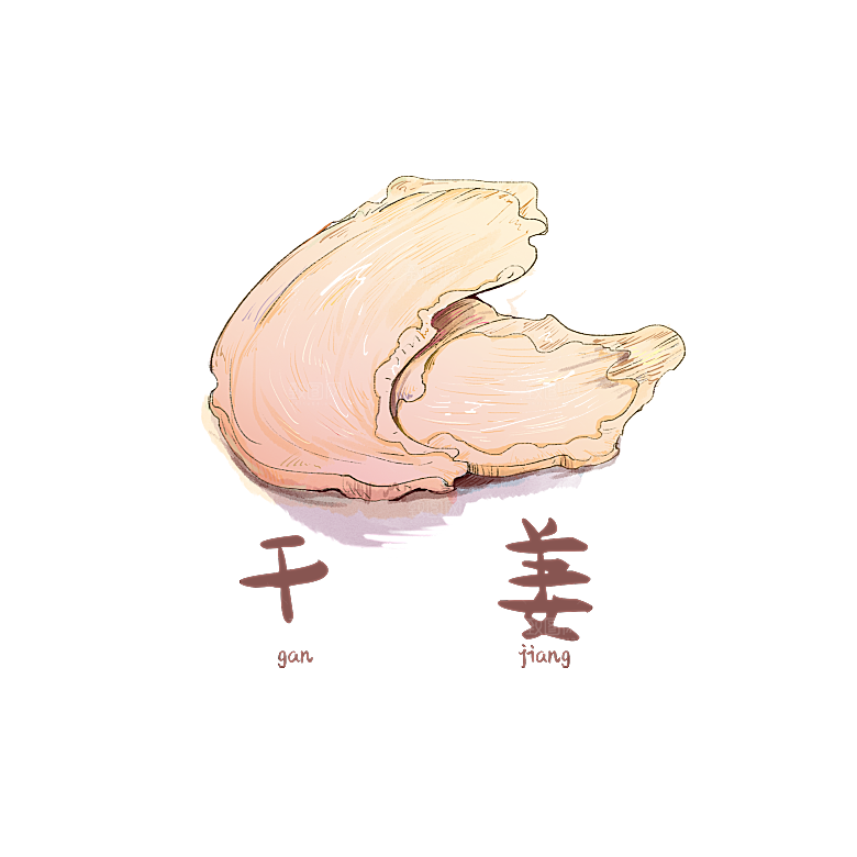 中草药材植物插图素材
