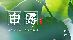 白露二十四节气银景手机横幅