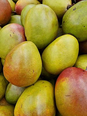 热带水果芒果摄影素材