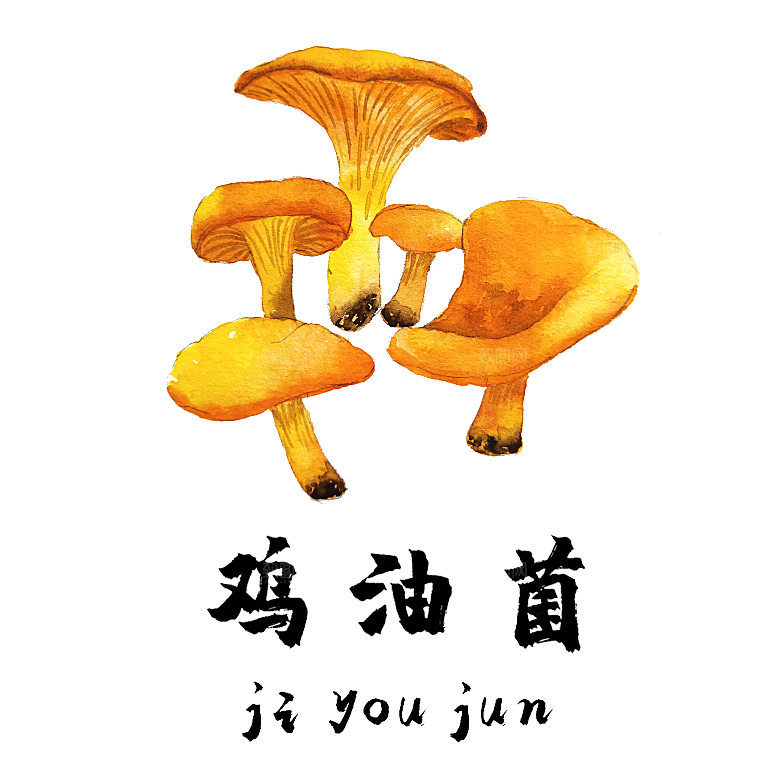 中草药材植物插图素材
