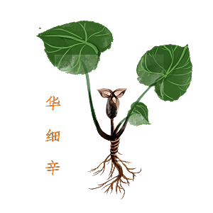 中草药材植物插图素材