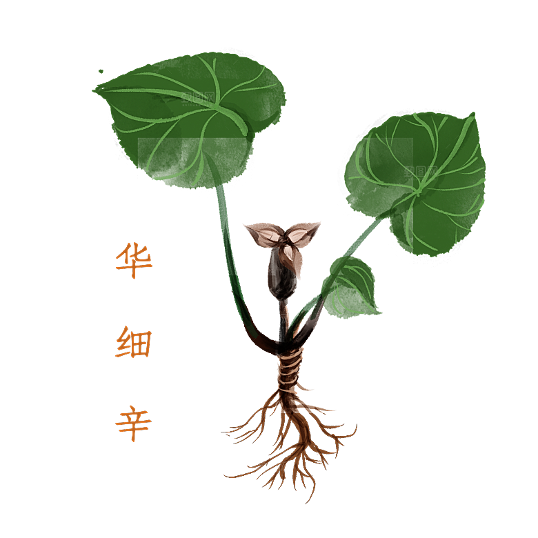 中草药材植物插图素材
