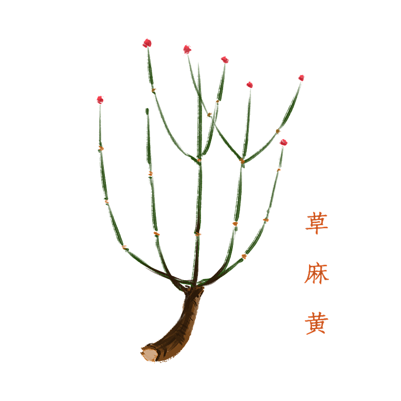 中草药材植物插图素材