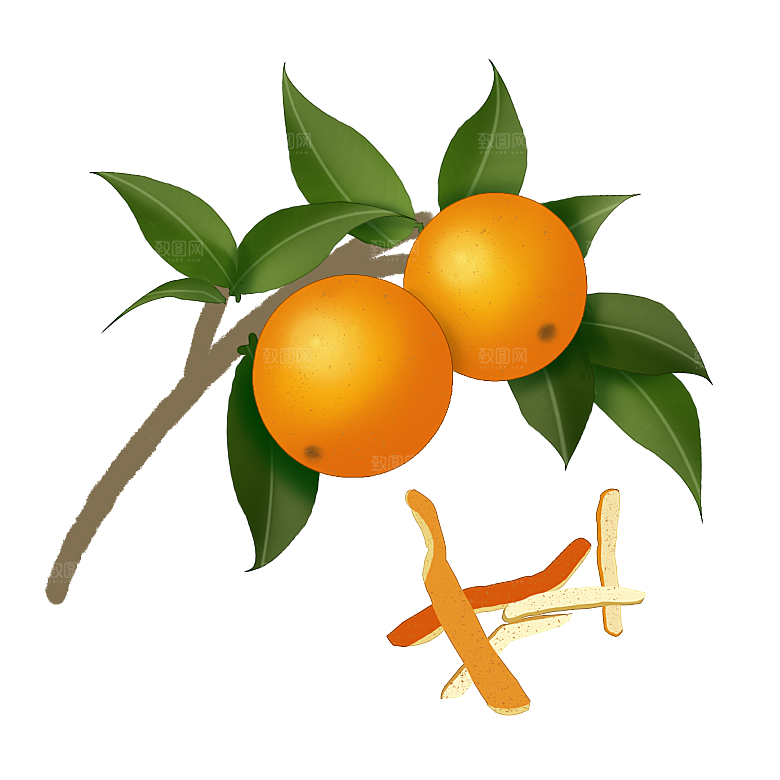 中草药材植物插图素材