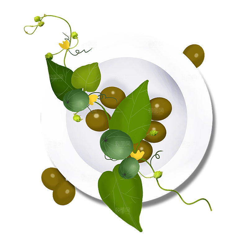 中草药材植物插图素材
