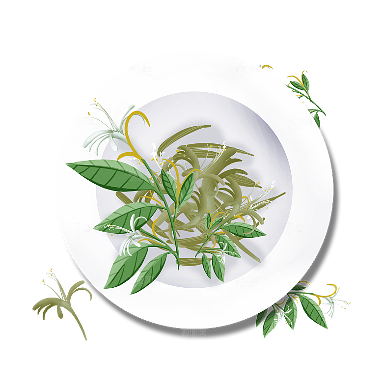 中草药材植物插图素材元素