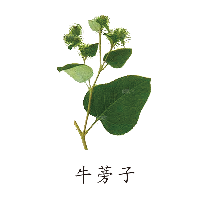 中草药材植物插图素材元素