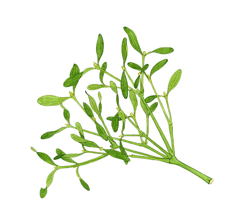 中草药材植物插图素材元素