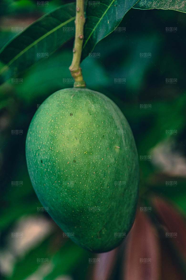 芒果树果实摄影素材