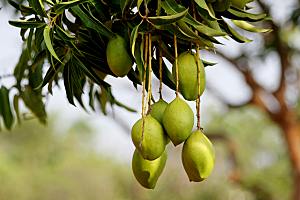 芒果树果实摄影素材