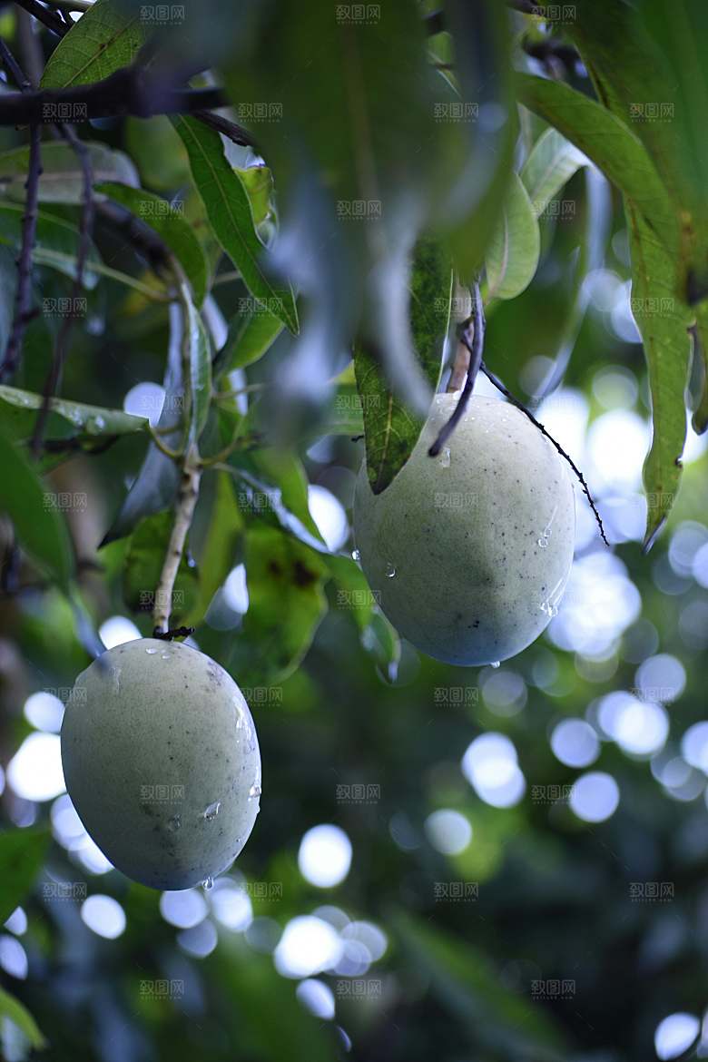 芒果树果实摄影素材