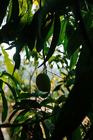 芒果树果实摄影素材
