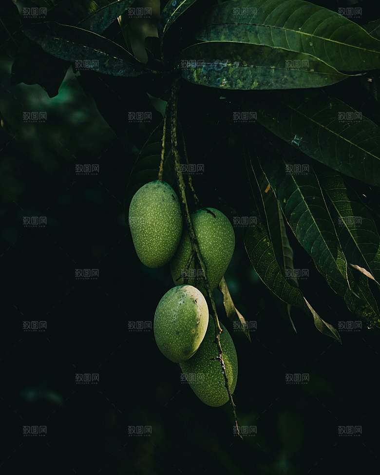 芒果树果实摄影素材