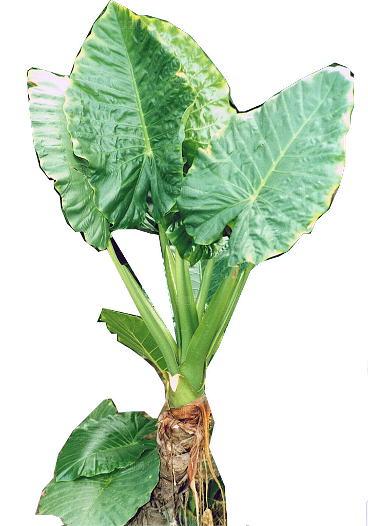 海芋植被png素材元素
