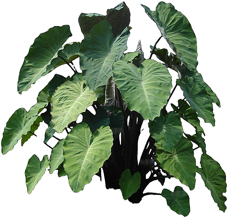 海芋植被png素材元素
