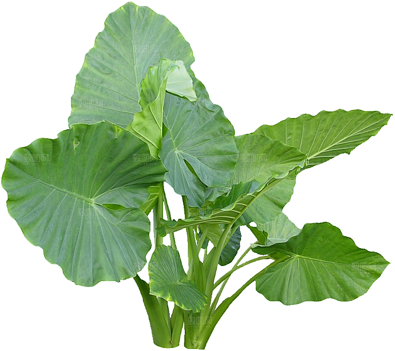 海芋植被png素材元素