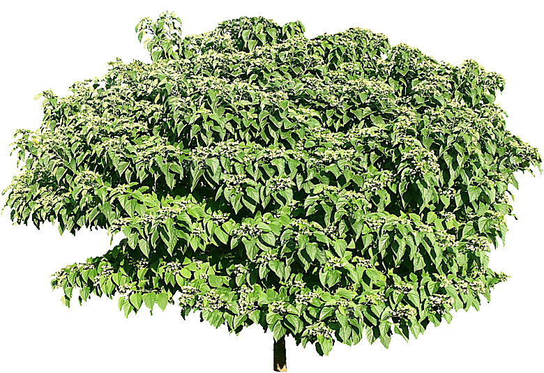 海州常山植物png素材