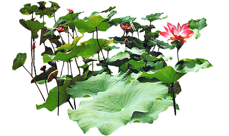荷花png免抠元素