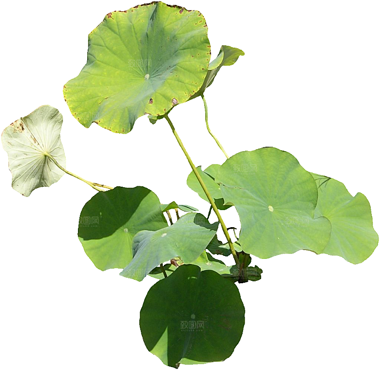荷花png免抠元素