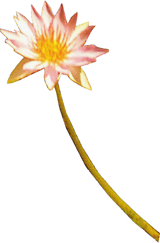 荷花鲜花png素材元素