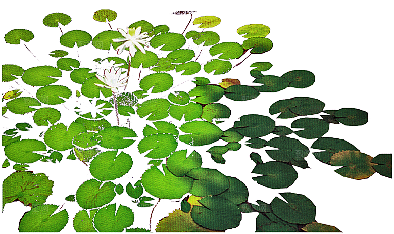 荷花鲜花png素材元素