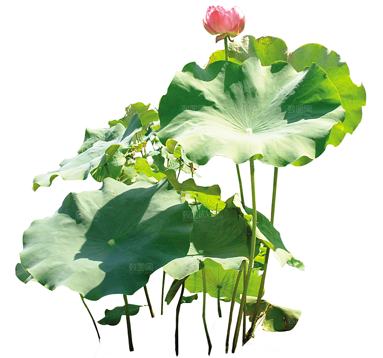 荷花鲜花png素材元素