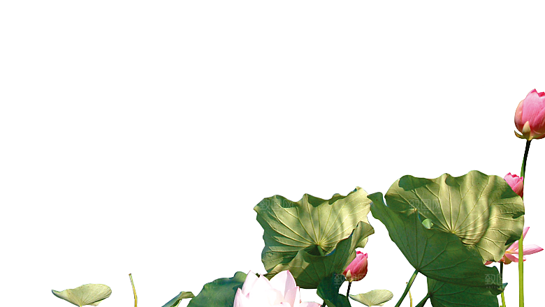 荷花鲜花png素材元素