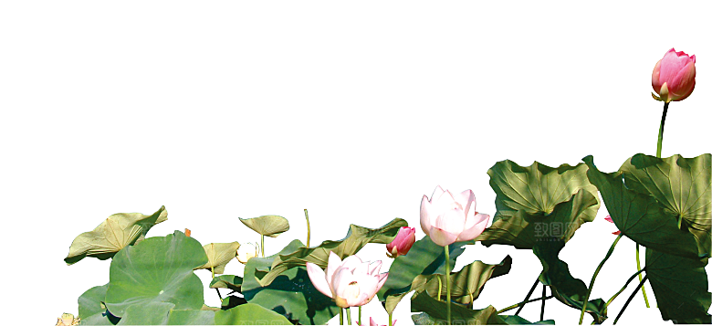 荷花鲜花png素材元素