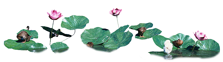 荷花鲜花png素材元素