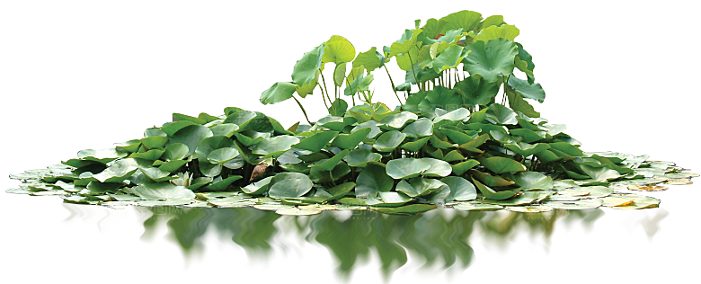 荷花鲜花png素材元素