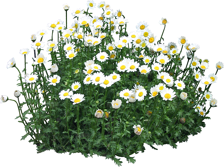 黑蕊菊鲜花png素材