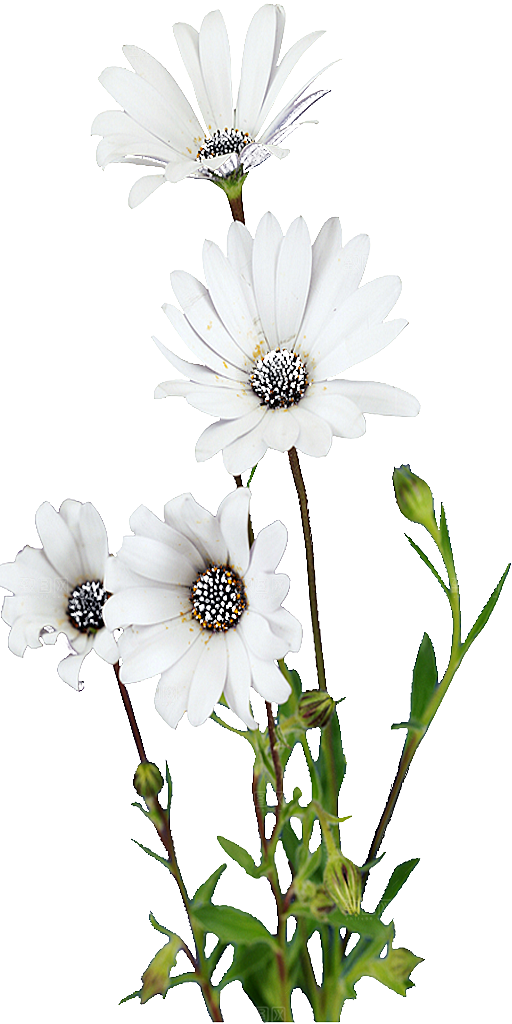 黑心菊鲜花png素材