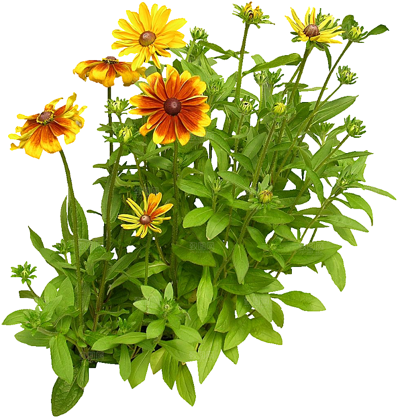 黑心菊鲜花png素材