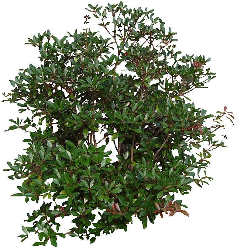 厚皮香免抠元素png