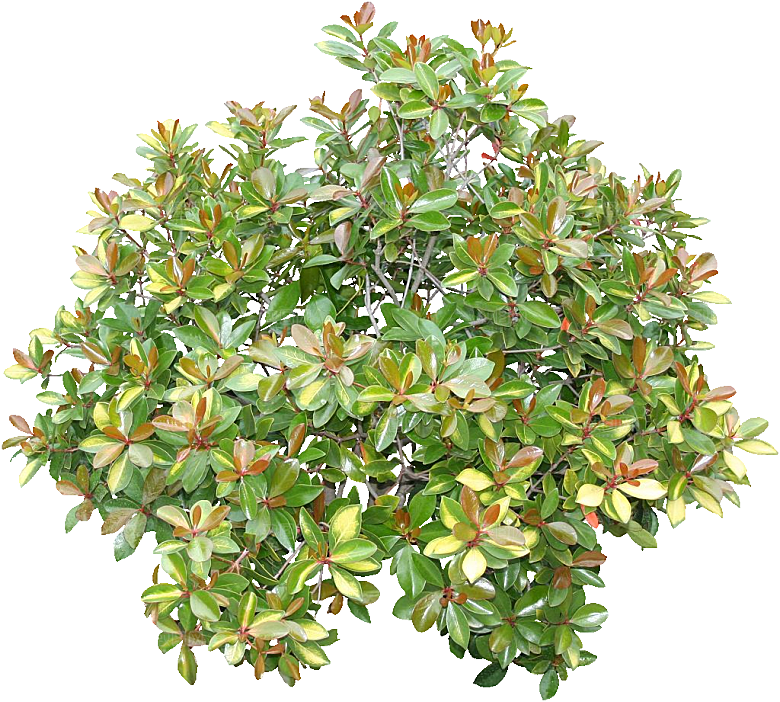 厚皮香免抠元素png